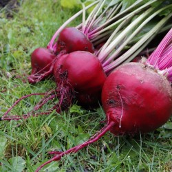 Chioggia Beet Heirloom Seeds - 100% Non-GMO & Open-Pollinated - The Seed Guy