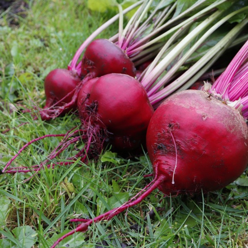 Beet Seeds - Chioggia