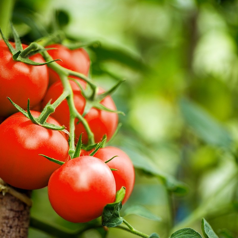 Tomato Seeds - Rutgers Tomato Seeds - Rutgers