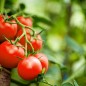 Tomato Seeds - Rutgers Tomato Seeds - Rutgers