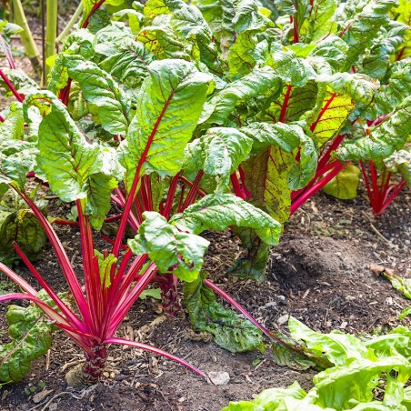 Ruby Red Swiss Chard Heirloom Seeds - 100% Non-GMO & Open-Pollinated - The Seed Guy