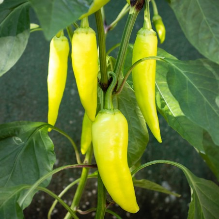 Sweet Banana Pepper Heirloom Seeds - 100% Non-GMO & Open-Pollinated - The Seed Guy