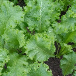 Southern Giant Curled Mustard Heirloom Seeds - 100% Non-GMO & Open-Pollinated - The Seed Guy