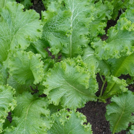 Southern Giant Curled Mustard Heirloom Seeds - 100% Non-GMO & Open-Pollinated - The Seed Guy