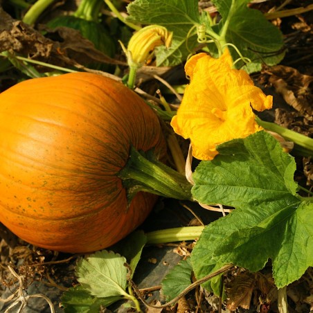Jack O'Lantern Pumpkin Heirloom Seeds - 100% Non-GMO & Open-Pollinated - The Seed Guy