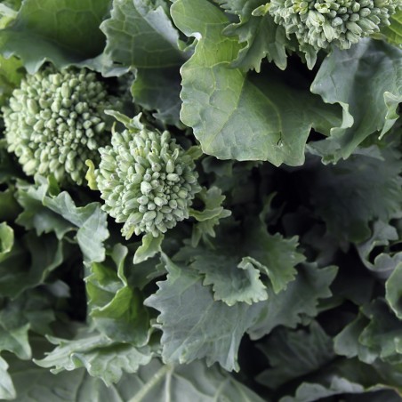 Spring Rapini Broccoli Heirloom Seeds - 100% Non-GMO & Open-Pollinated - The Seed Guy