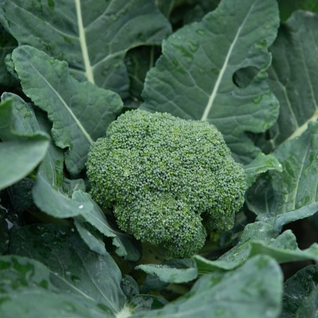 Waltham 29 Broccoli Heirloom Seeds - 100% Non-GMO & Open-Pollinated - The Seed Guy