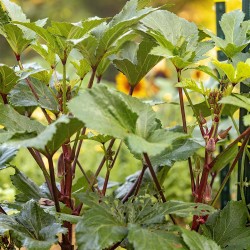 Red Burgundy Okra Heirloom Seeds - 100% Non-GMO & Open-Pollinated - The Seed Guy