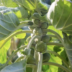 Catskill Brussels Sprouts Heirloom Seeds - 100% Non-GMO & Open-Pollinated - The Seed Guy