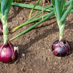 Red Burgundy Onion Heirloom Seeds - 100% Non-GMO & Open-Pollinated - The Seed Guy