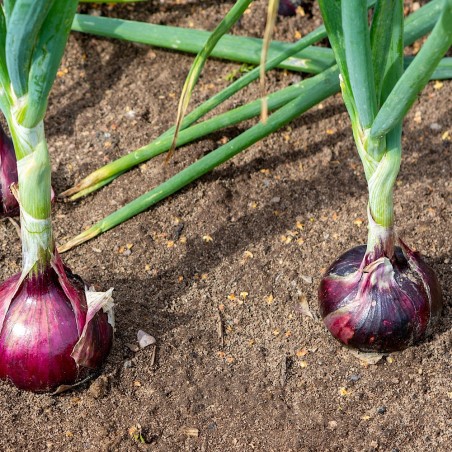 Red Burgundy Onion Heirloom Seeds - 100% Non-GMO & Open-Pollinated - The Seed Guy