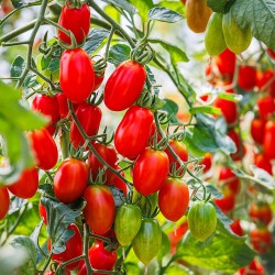 Roma Tomato Heirloom Seeds - 100% Non-GMO & Open-Pollinated - The Seed Guy