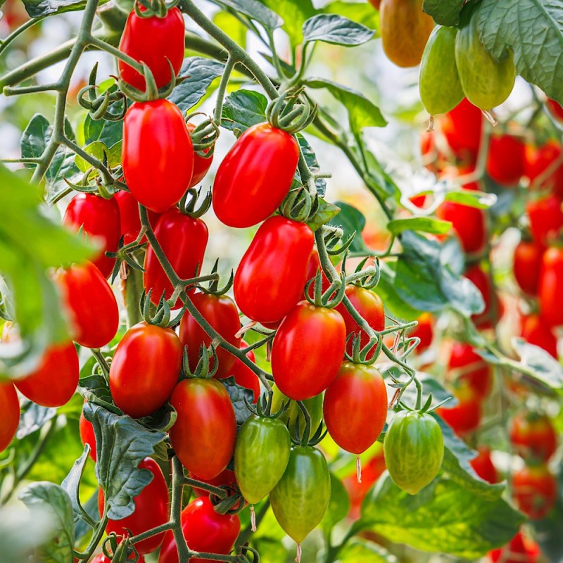 Tomato Seeds - Roma