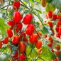 Tomato Seeds - Roma