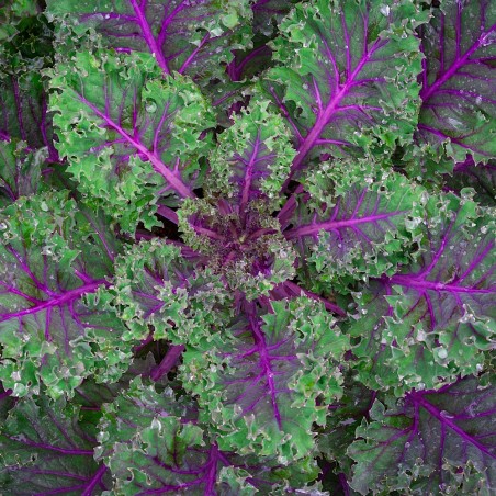 Red Russian Kale Heirloom Seeds - 100% Non-GMO & Open-Pollinated - The Seed Guy