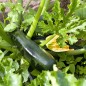 Squash Seeds - Black Beauty Zucchini