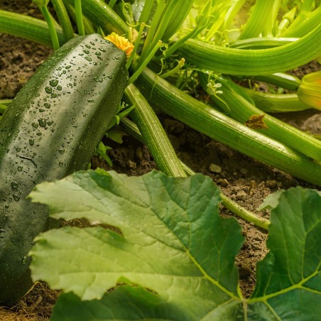 Dark Green Zucchini Squash Heirloom Seeds - 100% Non-GMO & Open-Pollinated - The Seed Guy