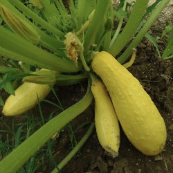 Early Prolific Straightneck Squash Heirloom Seeds - 100% Non-GMO & Open-Pollinated - The Seed Guy