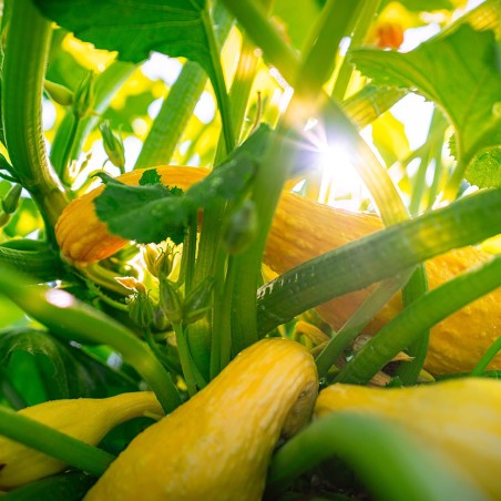 Golden Summer Crookneck Squash Heirloom Seeds - 100% Non-GMO & Open-Pollinated - The Seed Guy