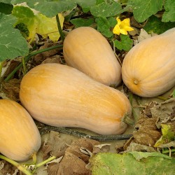 Waltham Butternut Squash Heirloom Seeds - 100% Non-GMO & Open-Pollinated - The Seed Guy