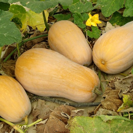 Waltham Butternut Squash Heirloom Seeds - 100% Non-GMO & Open-Pollinated - The Seed Guy