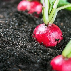 Champion Radish Heirloom Seeds - 100% Non-GMO & Open-Pollinated - The Seed Guy