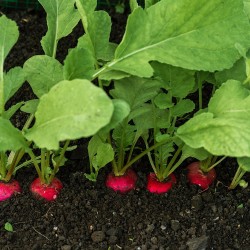 Cherry Belle Radish Heirloom Seeds - 100% Non-GMO & Open-Pollinated - The Seed Guy