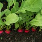 Radish Seeds - Cherry Belle Radish Seeds - Cherry Belle