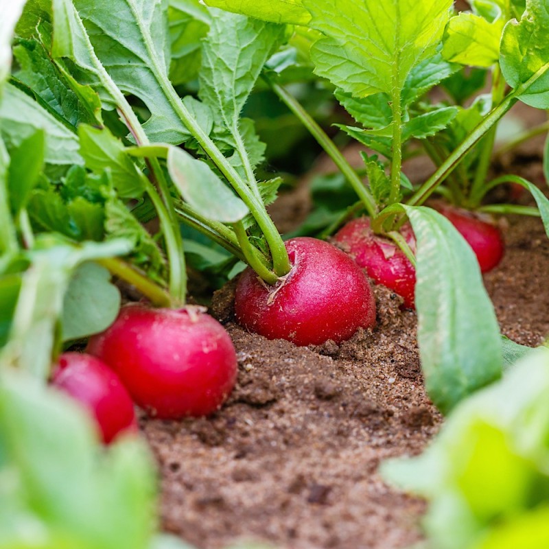 Radish Seeds - Crimson Giant Radish Seeds - Crimson Giant