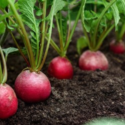 German Giant Radish Seeds | Heirloom Vegetable Seeds | The Seed Guy ®