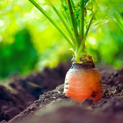 Red Cored Chantenay Carrot Heirloom Seeds - 100% Non-GMO & Open-Pollinated - The Seed Guy