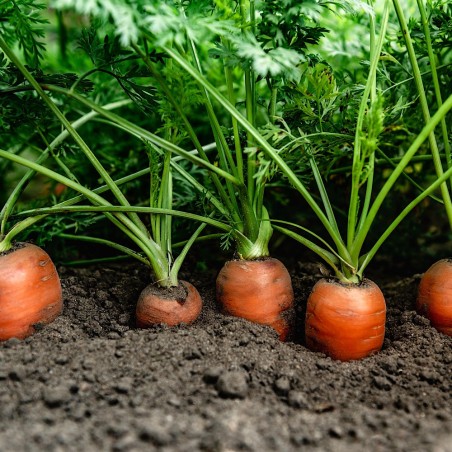 Danvers Carrot Seeds | Heirloom & Non-GMO | The Seed Guy