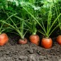 Carrot Seeds - Danvers