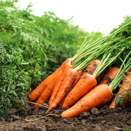 Carrot Seeds - Scarlet Nantes