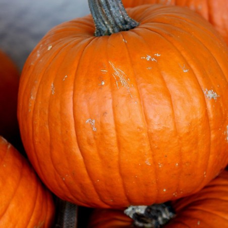 Connecticut Field Pumpkin Heirloom Seeds - 100% Non-GMO & Open-Pollinated - The Seed Guy