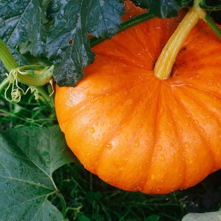 Small Sugar Pumpkin Heirloom Seeds - 100% Non-GMO & Open-Pollinated - The Seed Guy