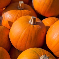 Sugar Pie Pumpkin Heirloom Seeds - 100% Non-GMO & Open-Pollinated - The Seed Guy