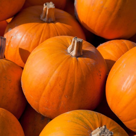 Sugar Pie Pumpkin Heirloom Seeds - 100% Non-GMO & Open-Pollinated - The Seed Guy