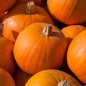 Pumpkin Seeds - Sugar Pie Pumpkin Seeds - Sugar Pie