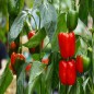 Pepper Seeds - California Wonder Bell Pepper Seeds - California Wonder Bell
