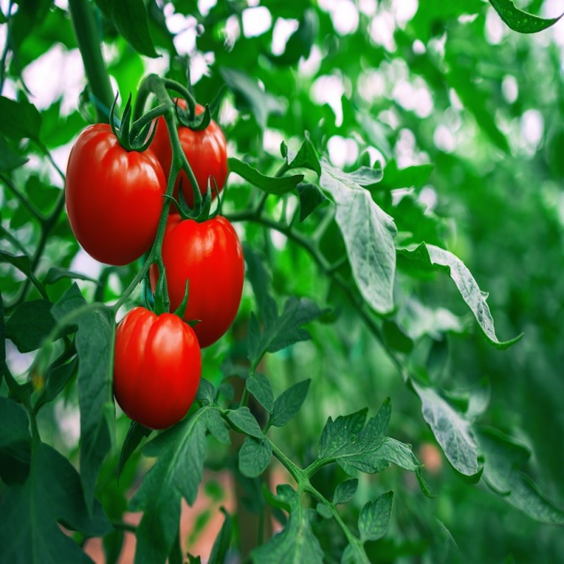Tomato Seeds - Ace 55