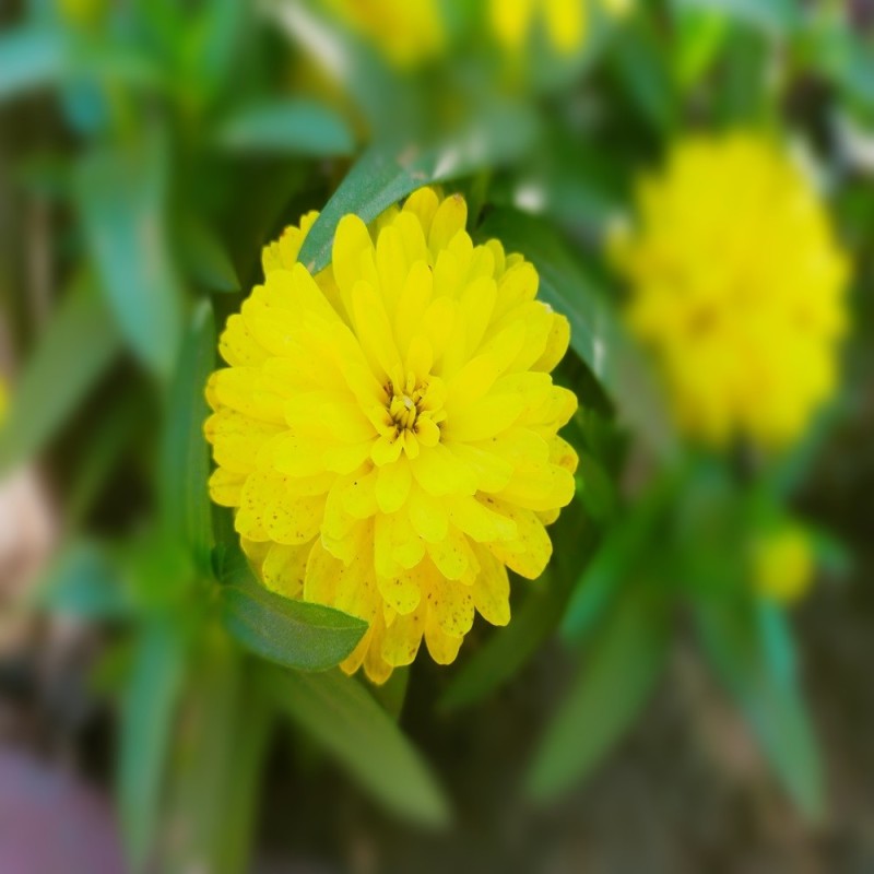 Zinnia Seeds - Canary Bird