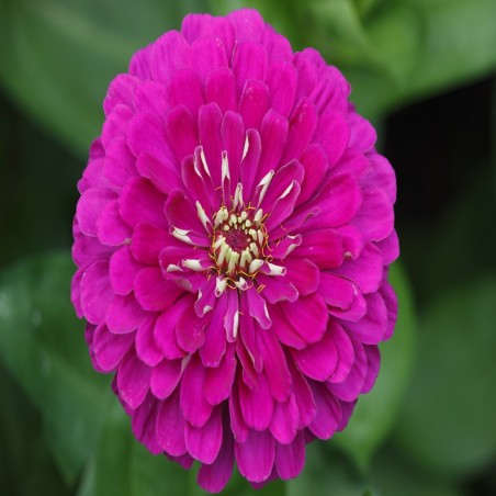Violet Queen Zinnia Seeds | Royal Purple Heirloom Blooms | The Seed Guy®
