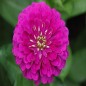 Violet Queen Zinnia Seeds | Royal Purple Heirloom Blooms | The Seed Guy®