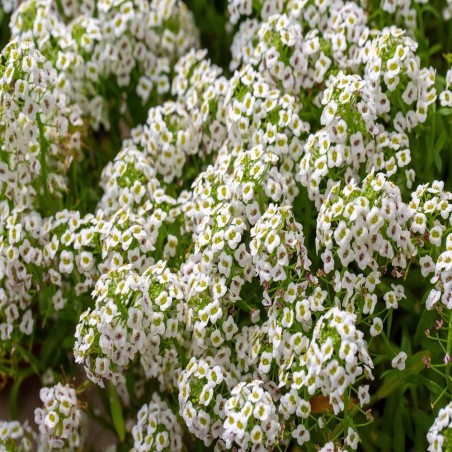 Sweet Alyssum Seeds (White) | Fragrant Heirloom Groundcover - The Seed Guy®