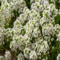 Sweet Alyssum Seeds (White) | Fragrant Heirloom Groundcover - The Seed Guy®