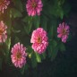 Luminosa Zinnia Seeds | Bright Pink Heirloom Blooms | The Seed Guy®