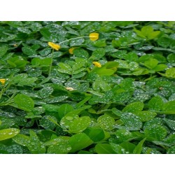 Pinto Bush Bean Heirloom Seeds - 100% Non-GMO & Open-Pollinated - The Seed Guy