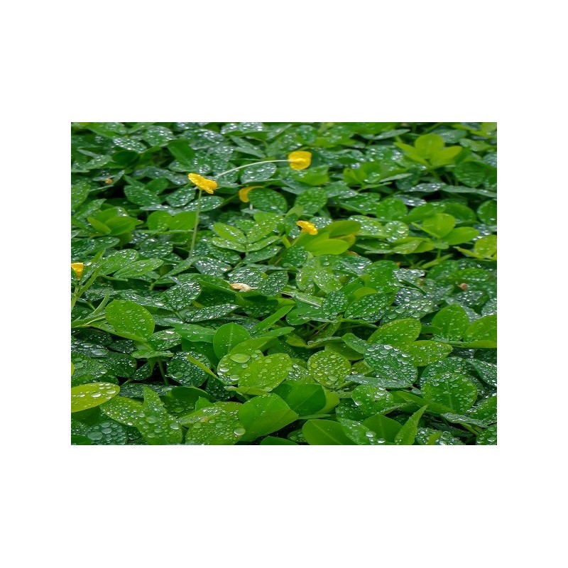 Bean Seeds - Pinto Bush