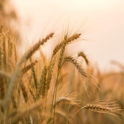 Shop Hulless Barley Seeds | Heirloom & Non-GMO Grain | The Seed Guy ®